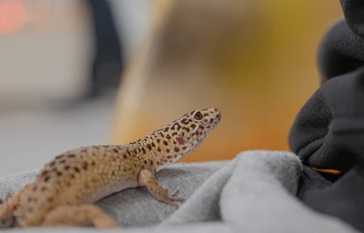 ヒョウモントカゲモドキ